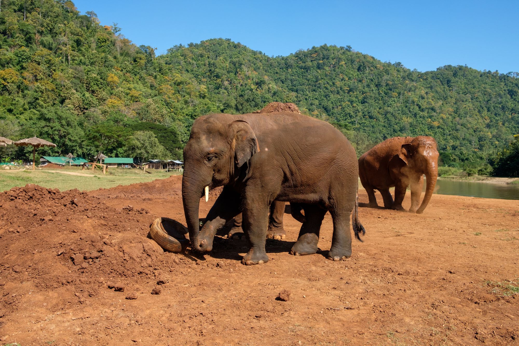 An Elephant at a sanctuary in Thailand